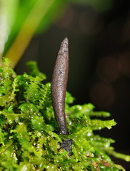 Xylaria castorea