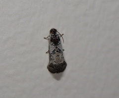 Oriodryas olbophora
