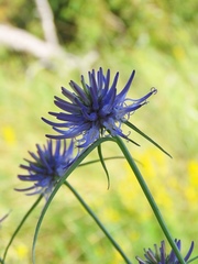 Phyteuma scheuchzeri columnae