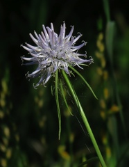 Phyteuma scheuchzeri columnae