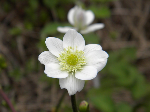 riverside windflower