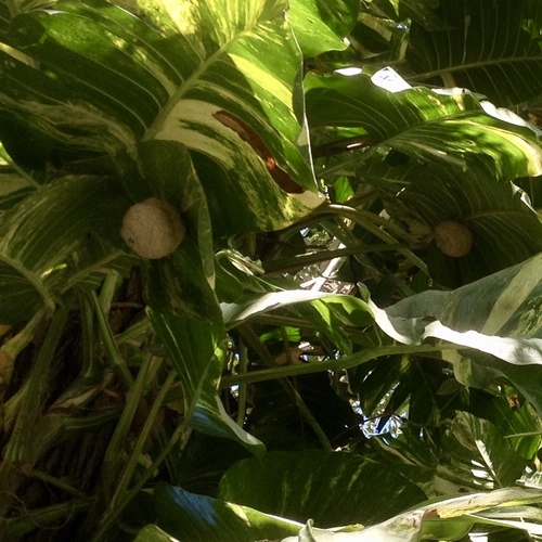 Vespidae