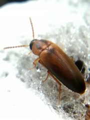 Hallomenus binotatus