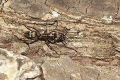Neoponera