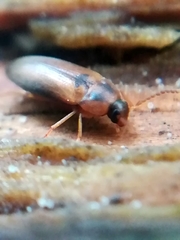 Hallomenus binotatus