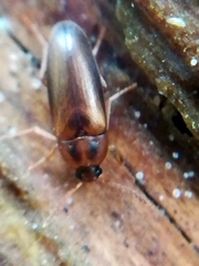 Hallomenus binotatus