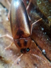 Hallomenus binotatus