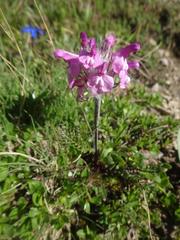 Pedicularis rosea
