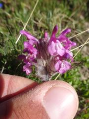 Pedicularis rosea
