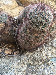 Mammillaria dioica