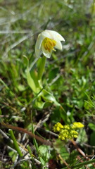 Fritillaria liliacea