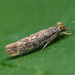 Ochsenheimeria urella - Photo (c) Patrick Clement, algunos derechos reservados (CC BY)