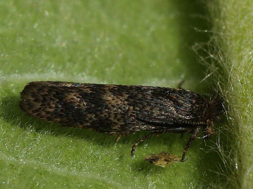 Cereal Stem Moth
