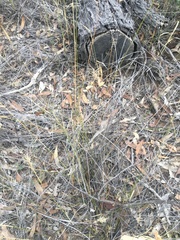 Aristida caput-medusae