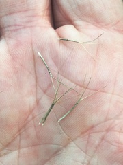 Aristida caput-medusae