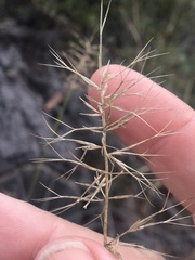 Aristida caput-medusae