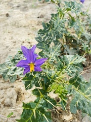 Solanum virginianum