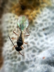 Aclista