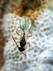 Aclista