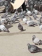 Columba livia domestica