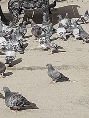 Columba livia domestica