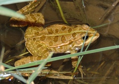 Marsh Frog photo 3
