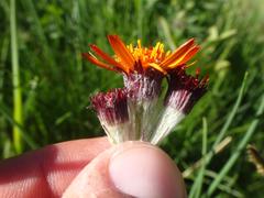 Tephroseris integrifolia capitata