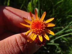 Tephroseris integrifolia capitata