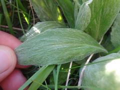Tephroseris integrifolia capitata