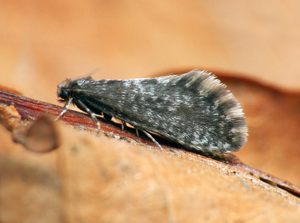 Lesser Lichen Case-bearer