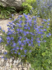 Echium vulgare