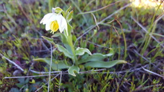 Fritillaria liliacea