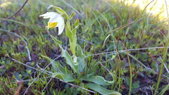 Fritillaria liliacea