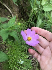 Cosmos bipinnatus