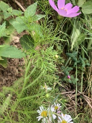 Cosmos bipinnatus