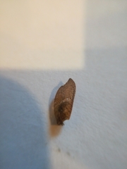 Drepanacra binocula