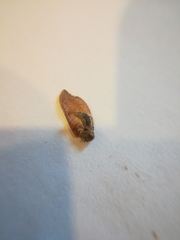 Drepanacra binocula