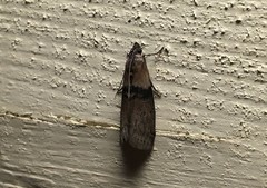 Sciota fumella