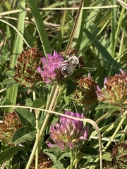 Eucera