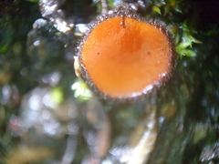 Scutellinia decipiens