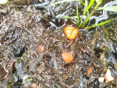 Scutellinia decipiens