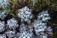 Graptopetalum pachyphyllum