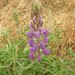 Summer Lupine - Photo (c) kevinhintsa, some rights reserved (CC BY-NC), uploaded by kevinhintsa