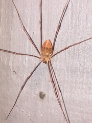 Leiobunum ventricosum