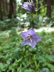 Campanula persicifolia