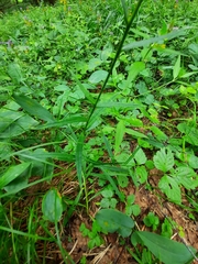 Campanula persicifolia