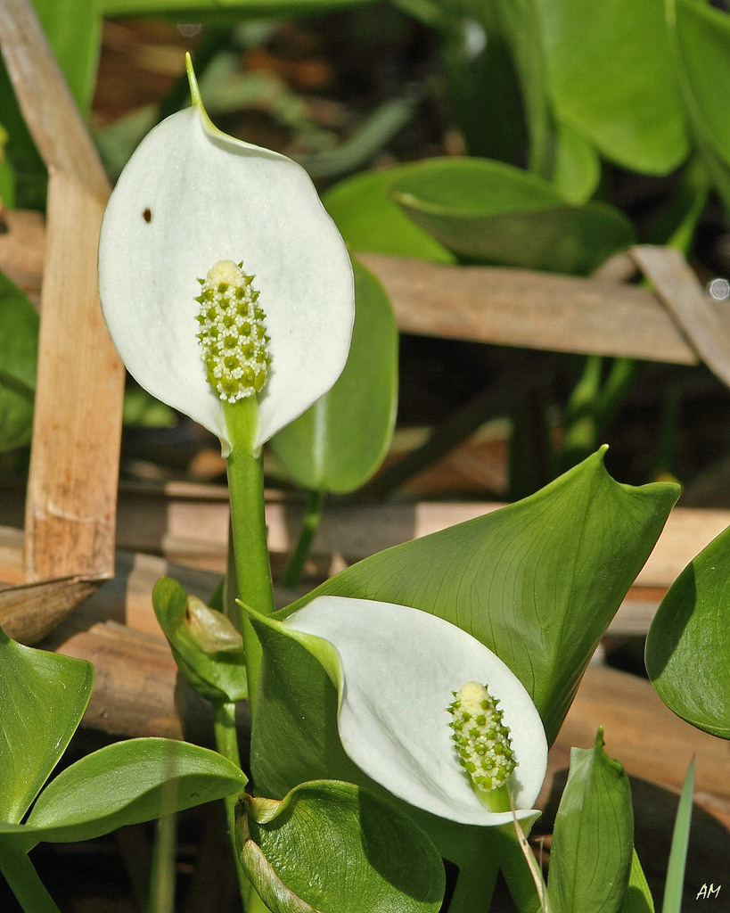 marsh calla tribe