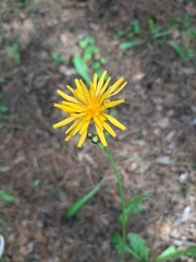 Crepis lyrata