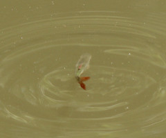 Scardinius erythrophthalmus