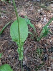 Crepis lyrata
